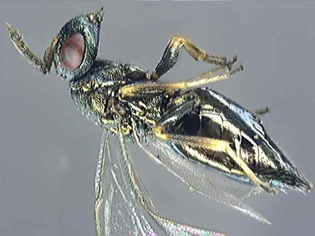 Pteromalidae 3
